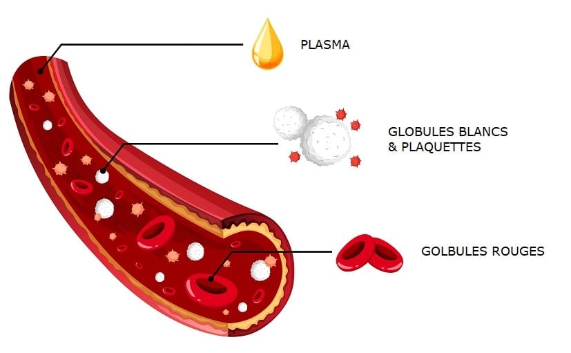 Leucocytes : comprendre les résultats de votre prise de sang
