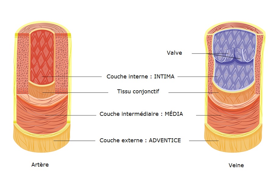 histologie des artères