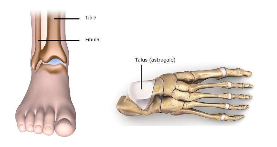 Anatomie de la cheville : tibia, fibula et talus
