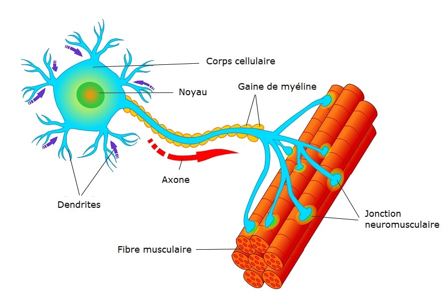 neurones et axones