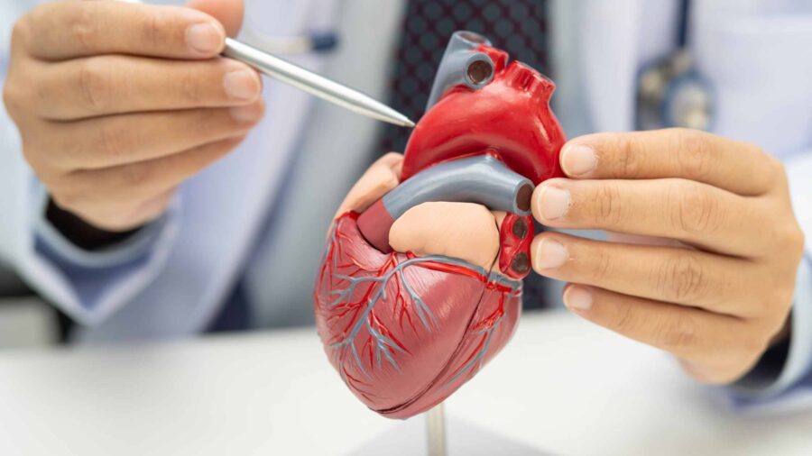 prévention cardiovasculaire